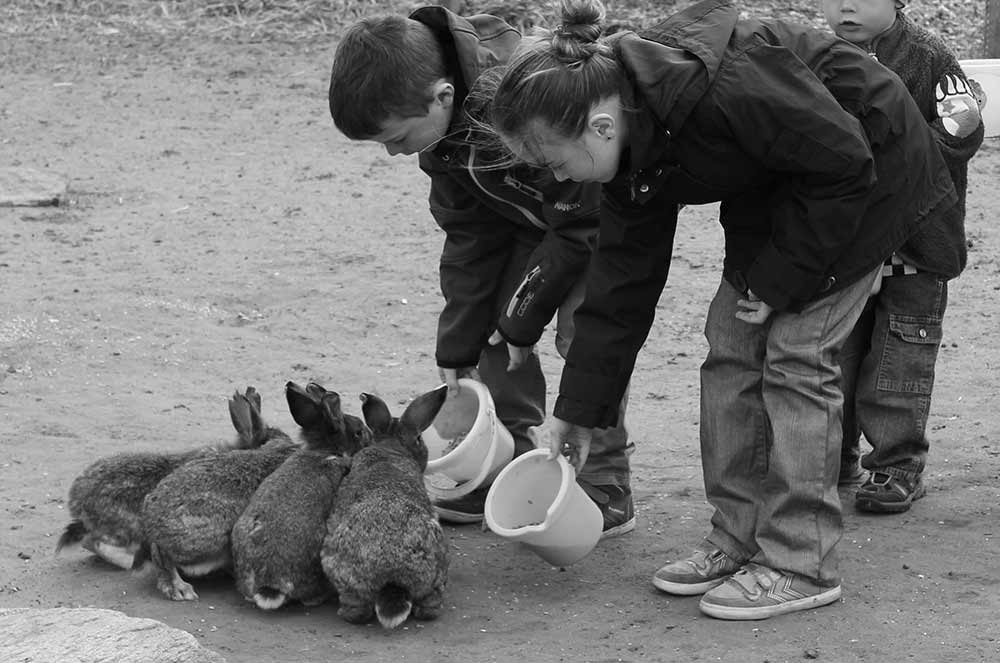 kaniner, nymarksminde, fodring, farmpark, børn, dyr, 